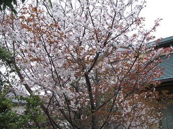 28山桜１.jpg